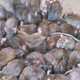 Illustration for article titled Massive plagues of rats swarm across India every fifty years